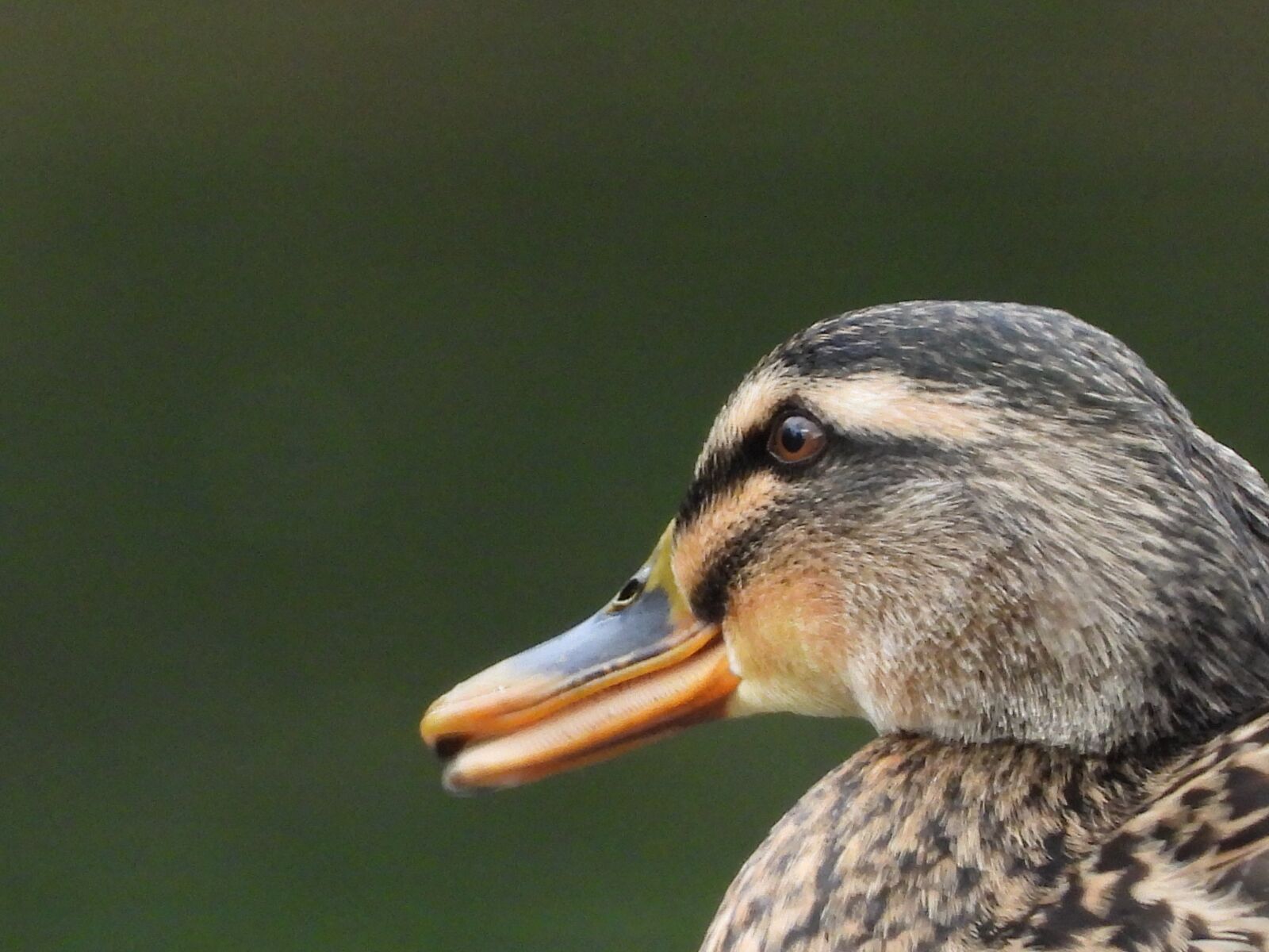 Nikon Coolpix P1000 sample photo. Duck, wild, animal photography