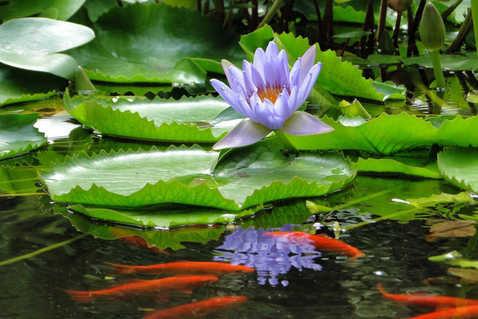 Sony Cyber-shot DSC-HX1 sample photo. Nymphaea alba, lotus, summer photography
