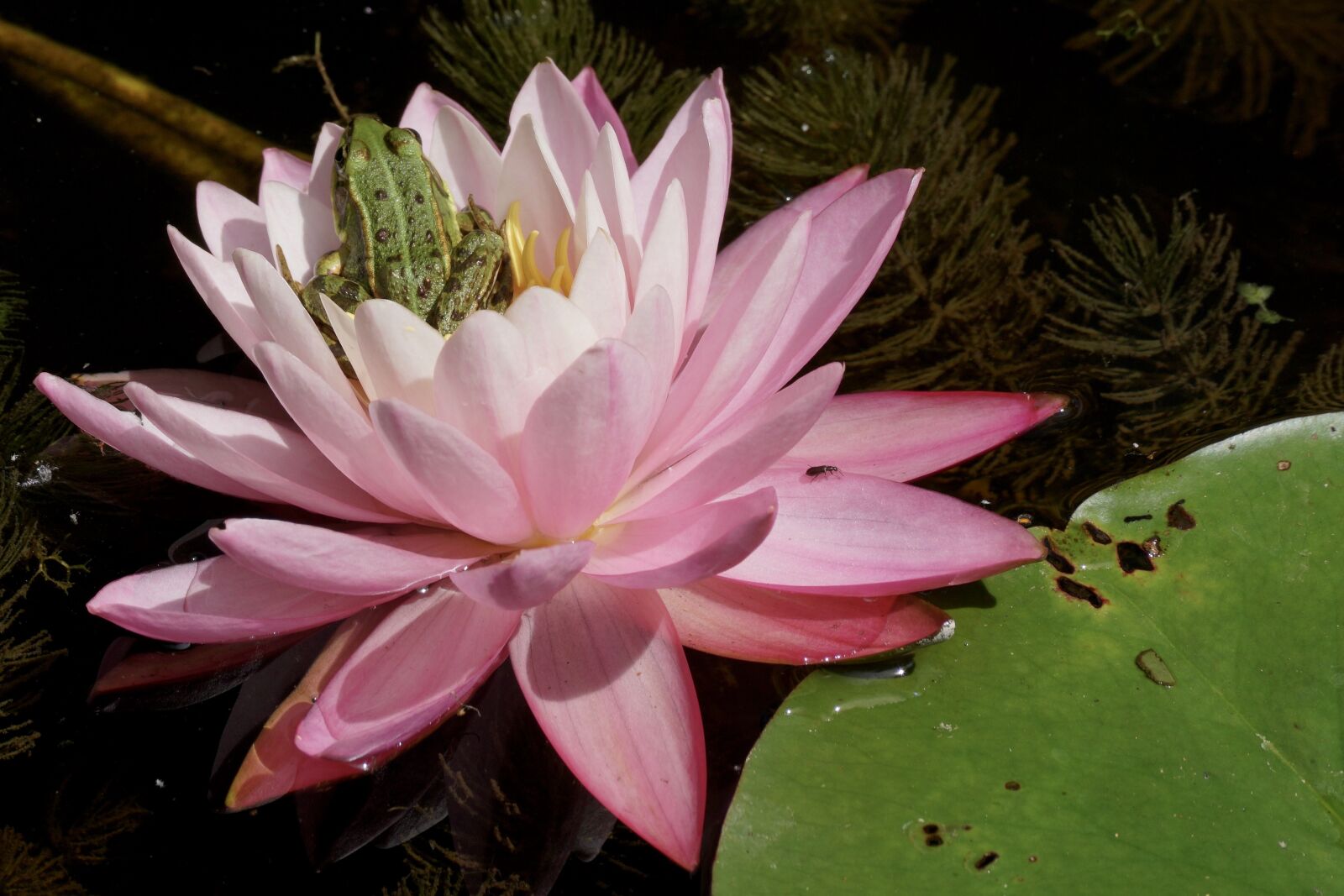 Sony DT 55-300mm F4.5-5.6 SAM sample photo. Water lily, frog, pond photography