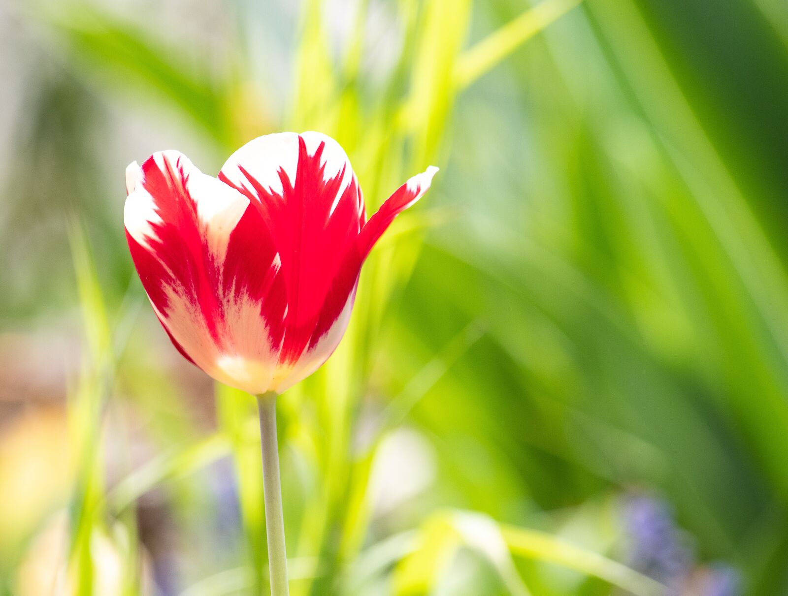 Canon EF-S 55-250mm F4-5.6 IS STM sample photo. Tulip, flower, plant photography