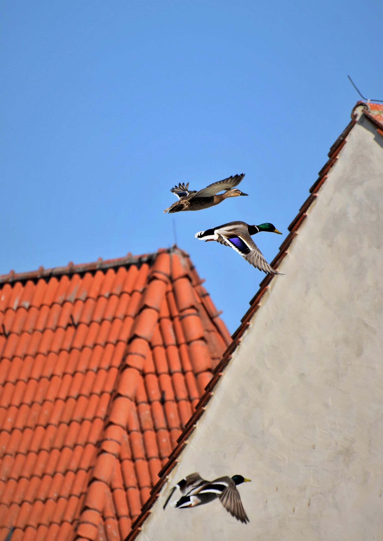 Nikon D7200 sample photo. Duck, drake, mallard photography