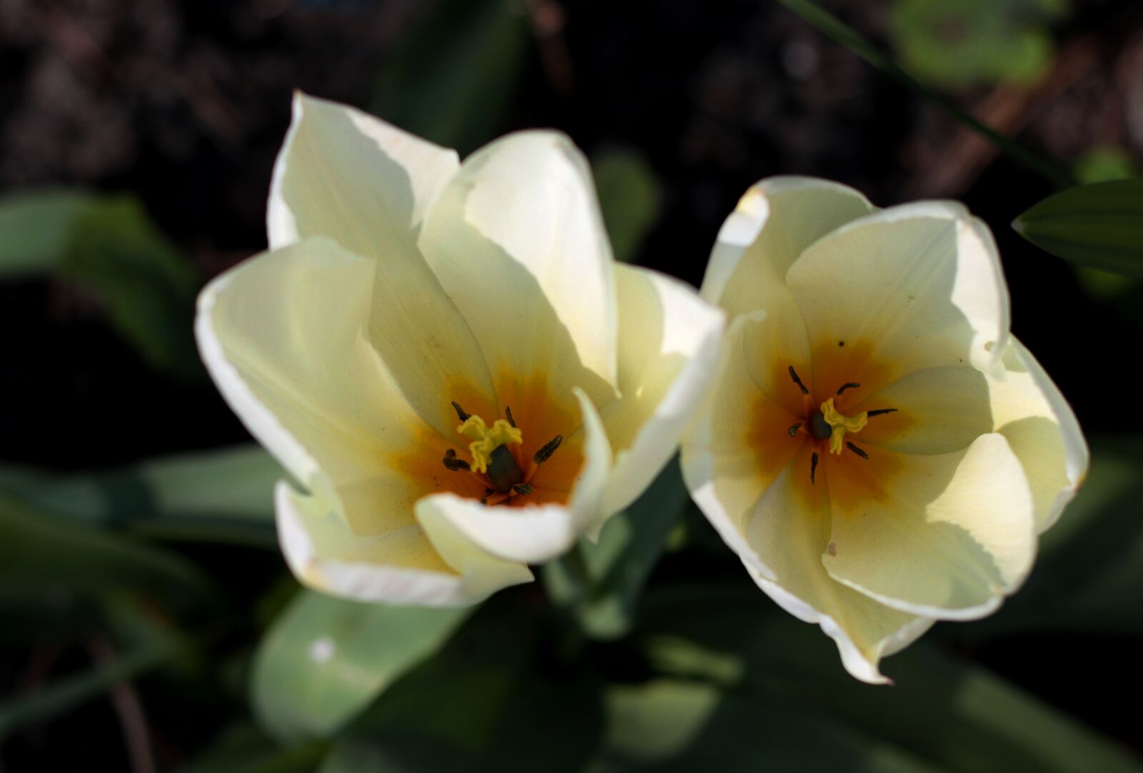 Canon EOS 7D Mark II sample photo. Tulipa fosteriana purissima, tulip photography