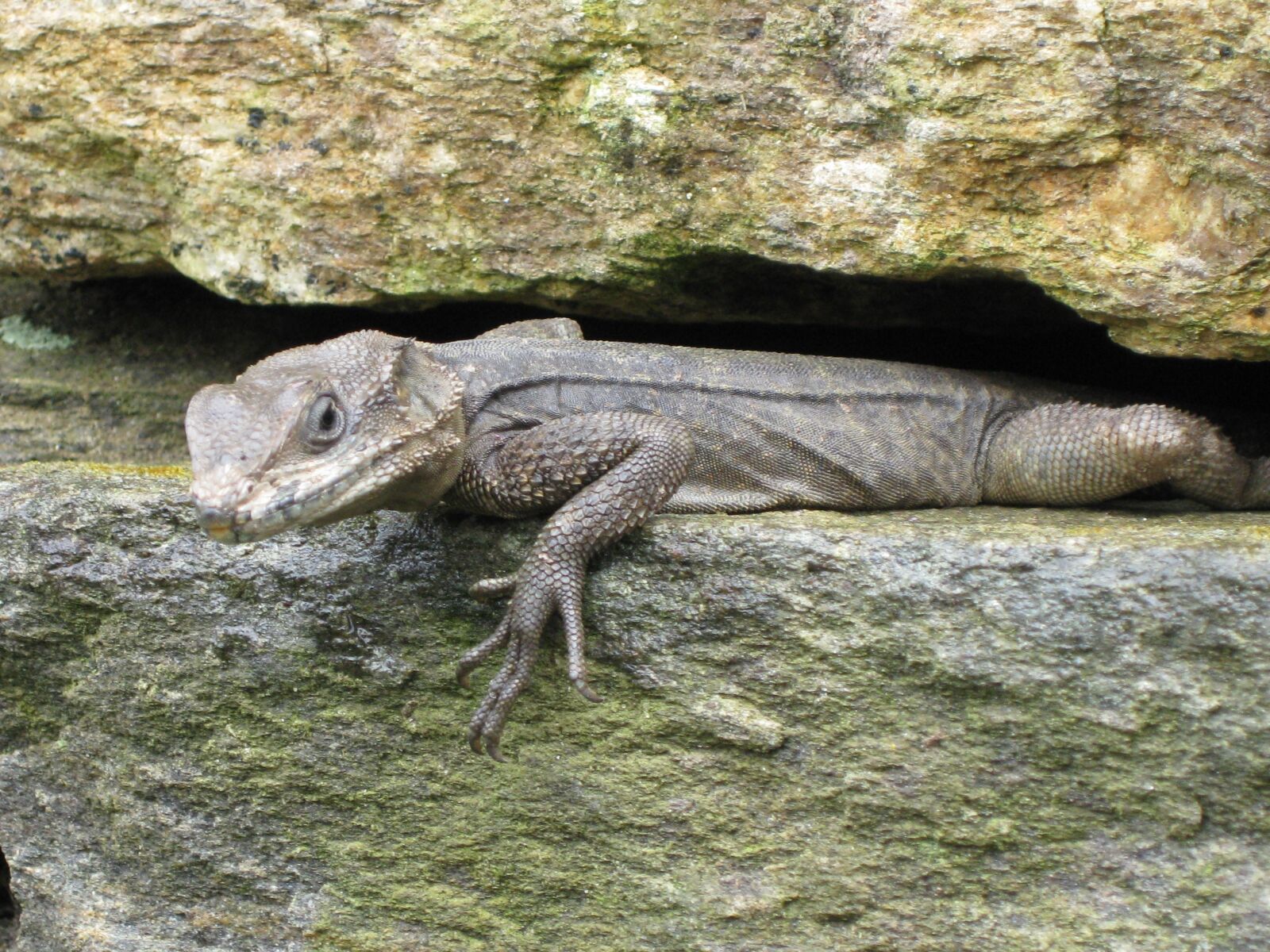 Canon PowerShot SD1100 IS (Digital IXUS 80 IS / IXY Digital 20 IS) sample photo. Lizard, starred agama lizard photography