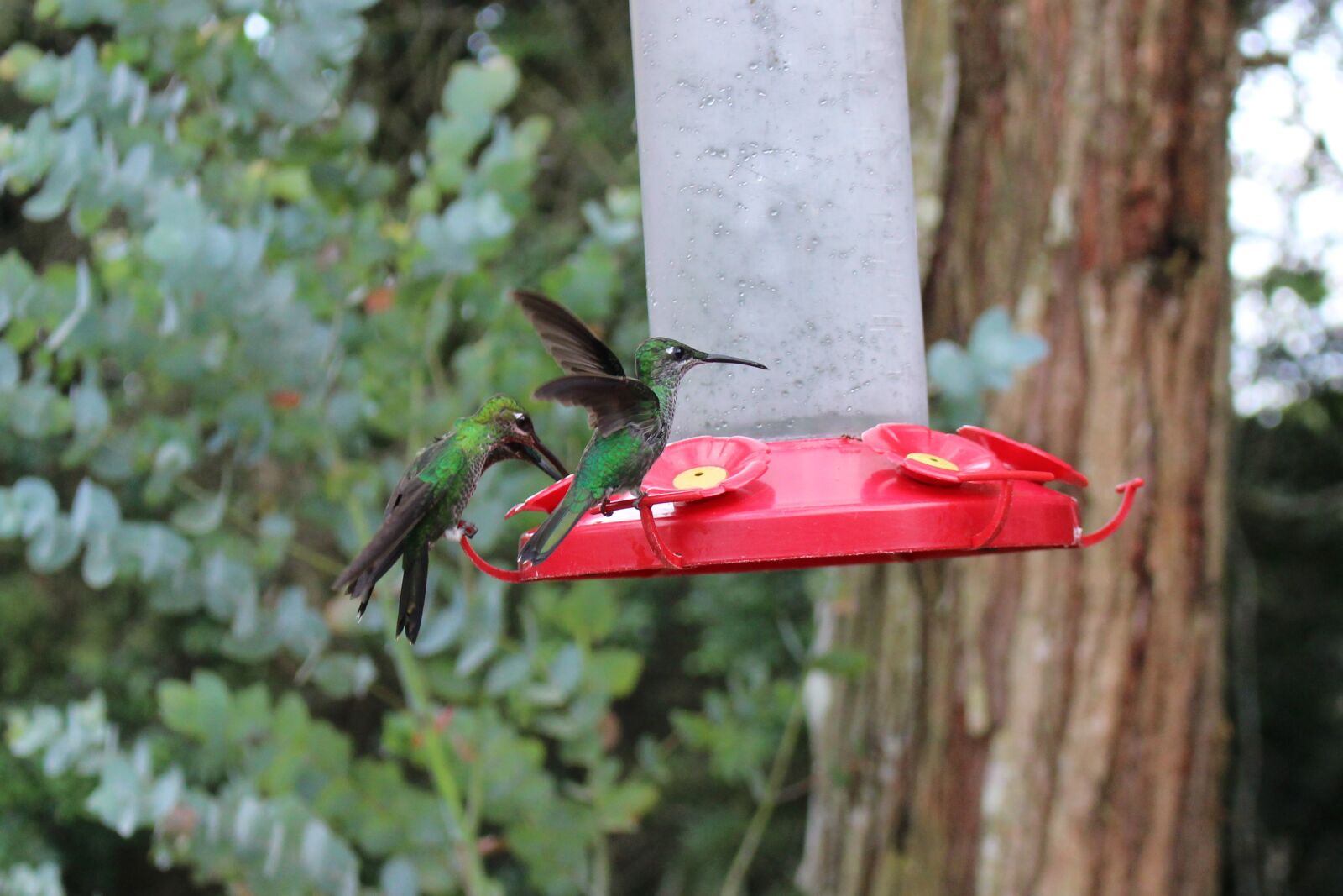 Canon EOS 100D (EOS Rebel SL1 / EOS Kiss X7) sample photo. Birds, couple, hummingbird, water photography
