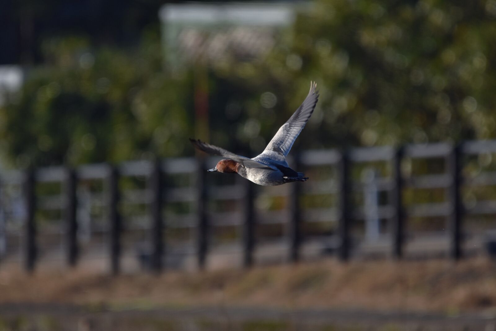 Nikon D7200 sample photo. Animal, pond, bird photography