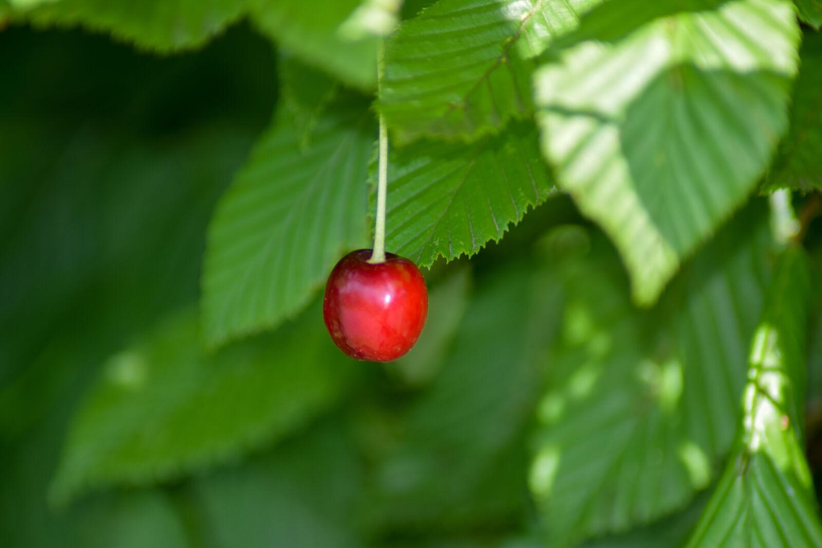 Nikon D5300 sample photo. Ornamental cherry, green leaves photography