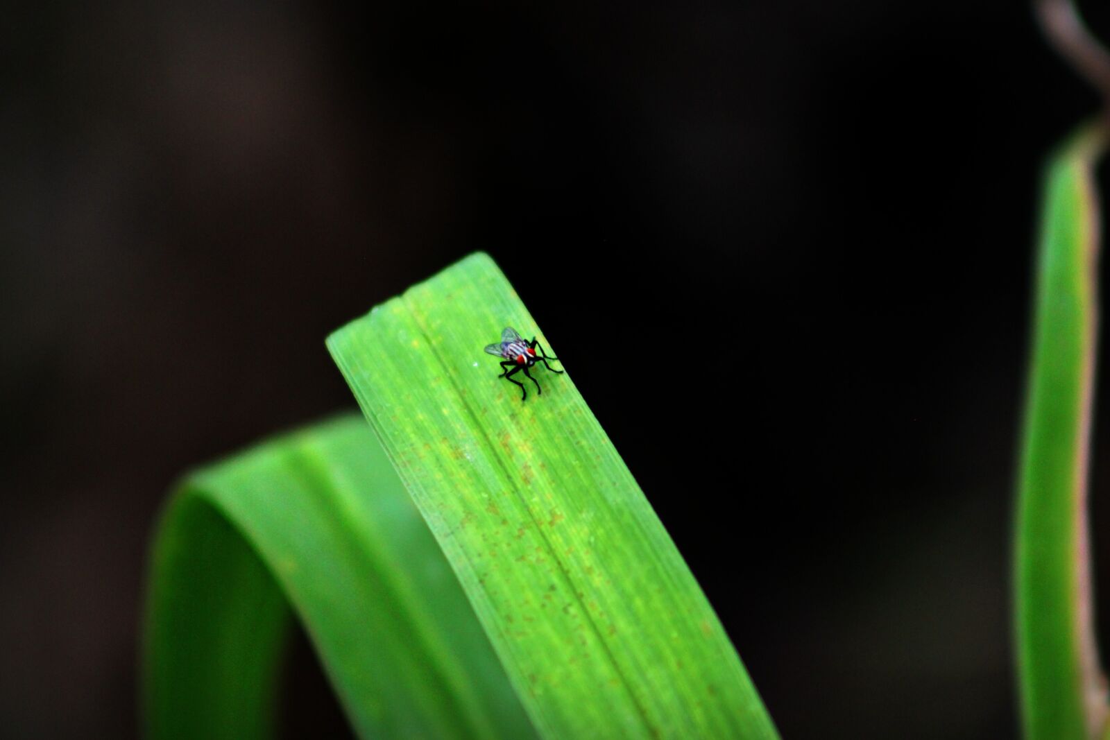 Canon EOS 500D (EOS Rebel T1i / EOS Kiss X3) sample photo. Fly, plant, close-up photography