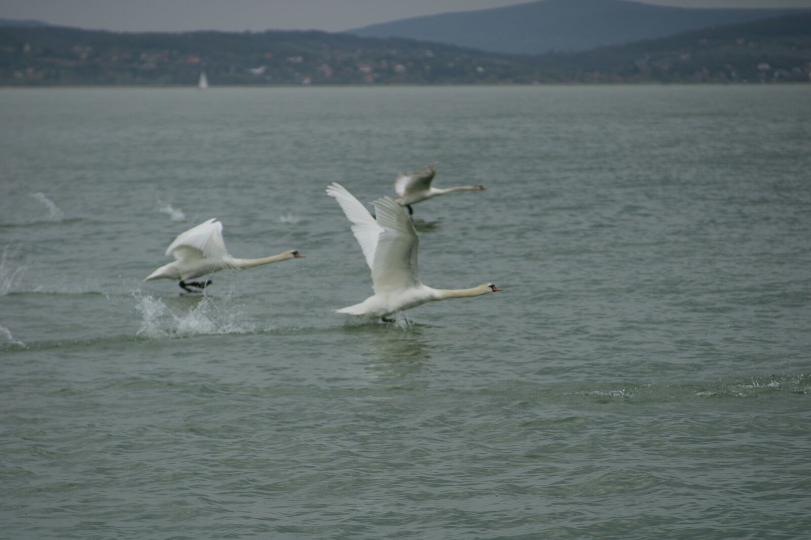 Canon EOS 2000D (EOS Rebel T7 / EOS Kiss X90 / EOS 1500D) sample photo. Swan, lake, nature photography