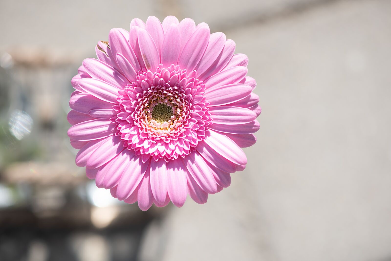 Nikon D750 sample photo. Gerbera, flower, pink photography