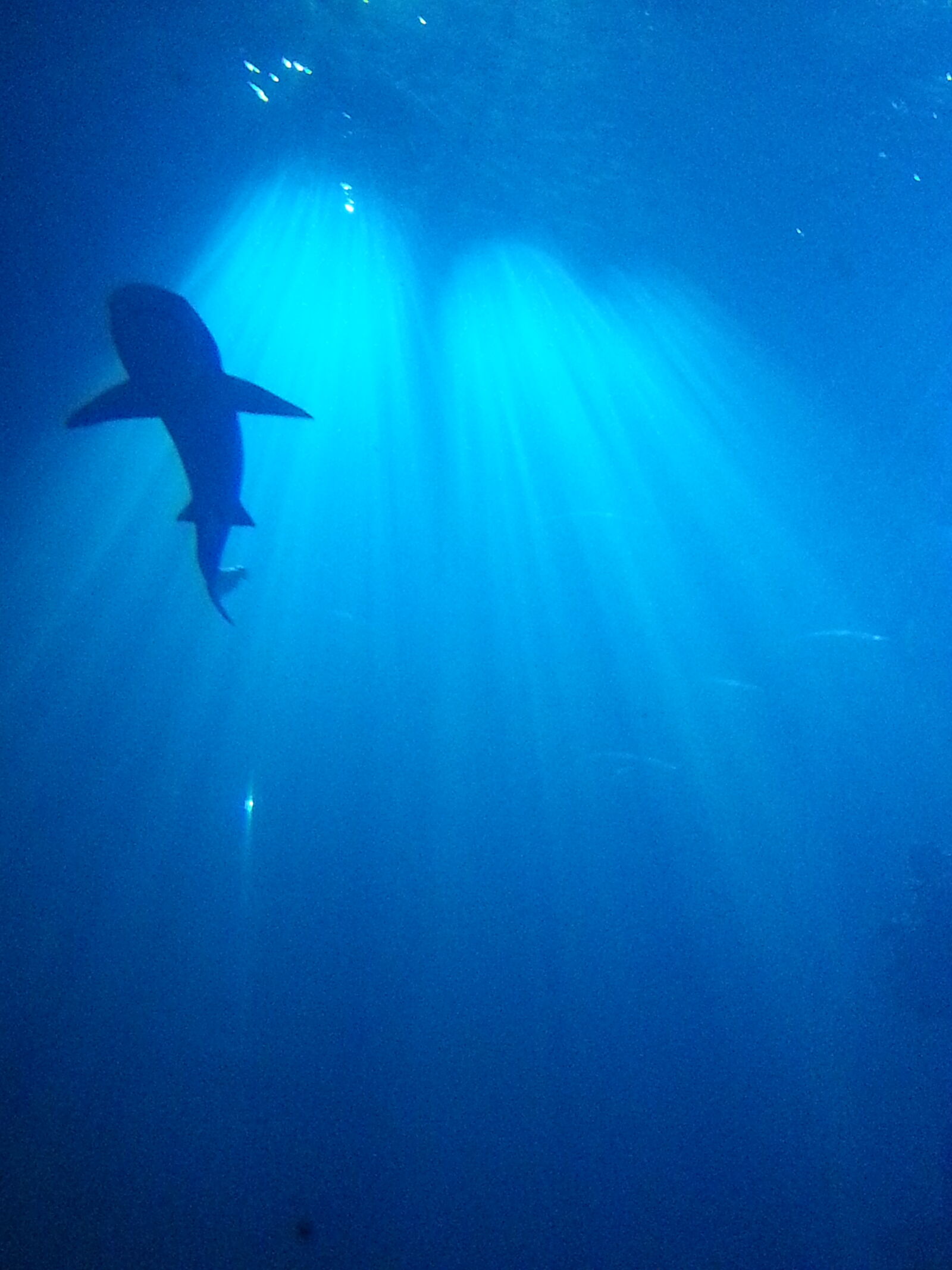 Samsung Galaxy Note2 sample photo. Blue, dark, fish, shark photography
