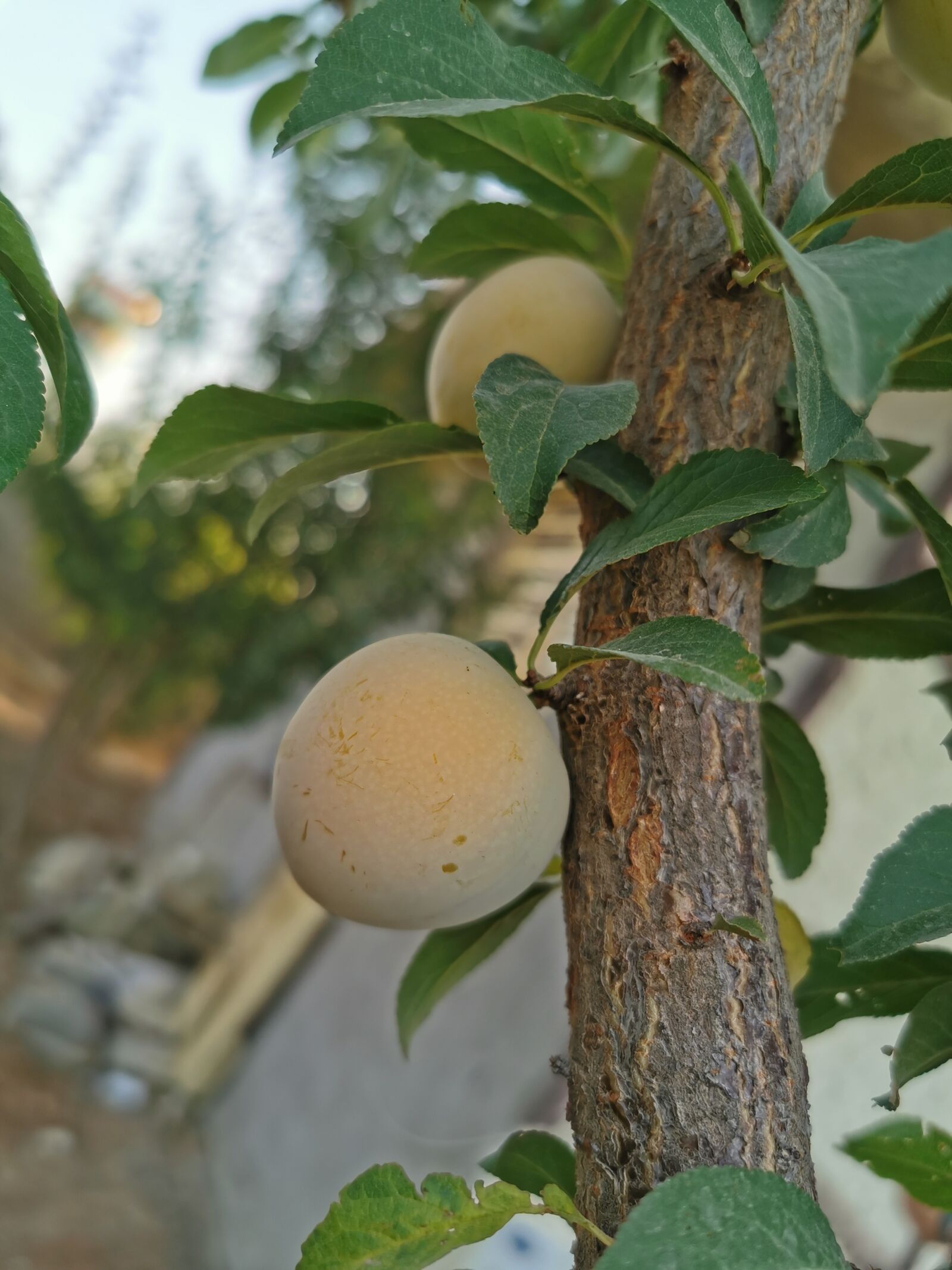 HUAWEI P30 Pro sample photo. Aloo, tree, fresh photography