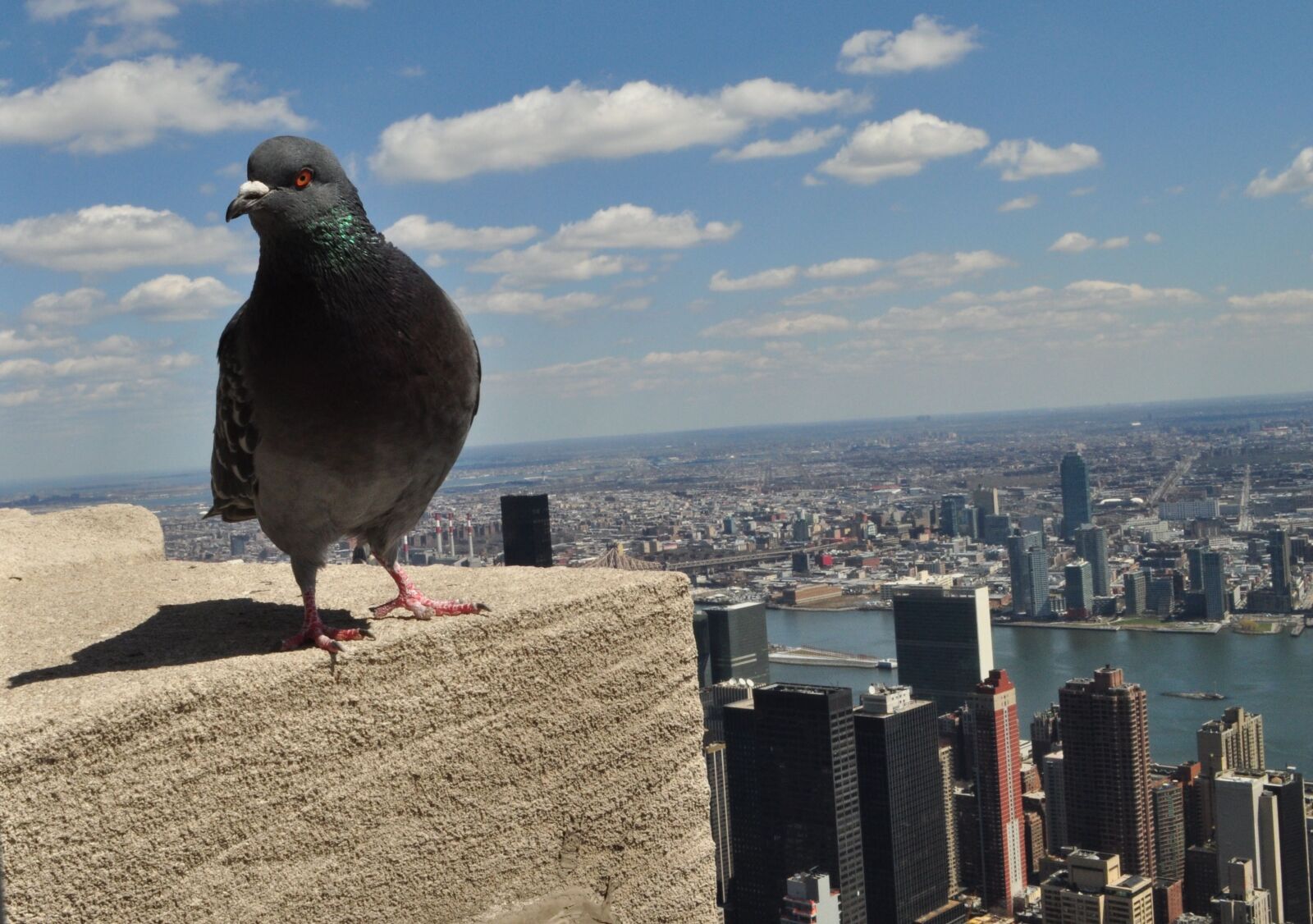 Nikon D5000 sample photo. Bird, city, contemplation photography