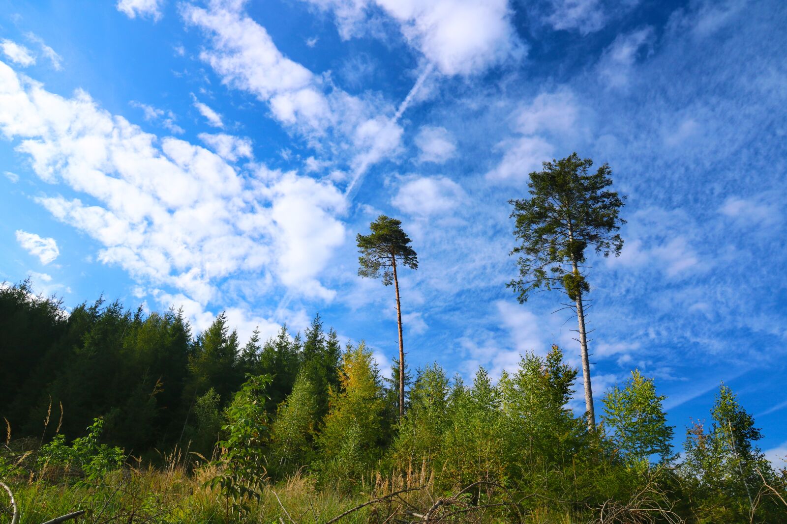 Canon EOS 750D (EOS Rebel T6i / EOS Kiss X8i) sample photo. Forest, trees, heaven photography