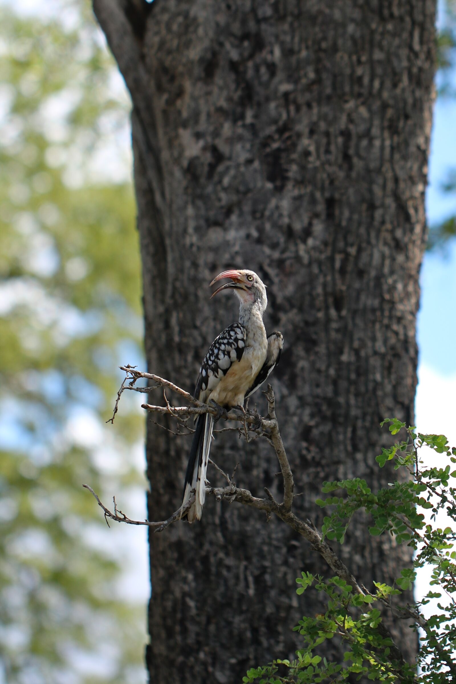 Canon EF 100mm F2.8L Macro IS USM sample photo. Hornbill, bird, beak photography