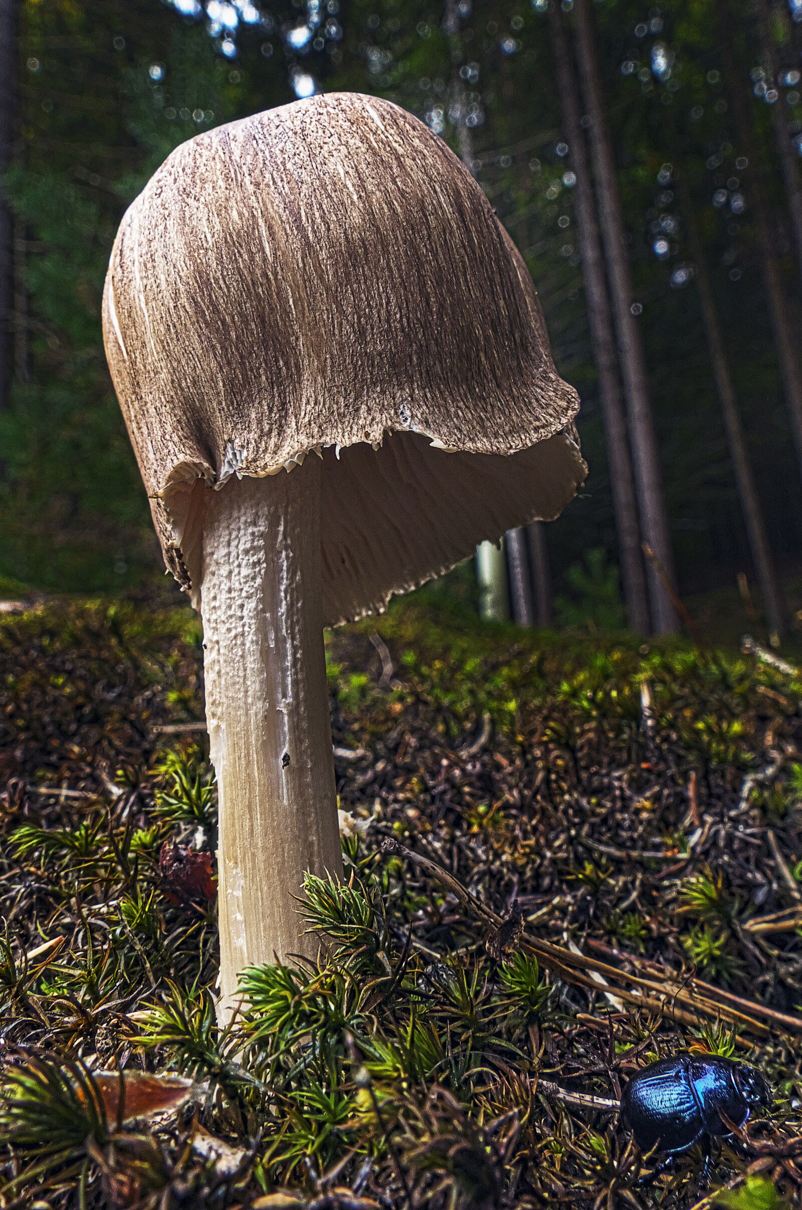 Panasonic Lumix DMC-FZ1000 sample photo. Mushroom, forest, moss photography