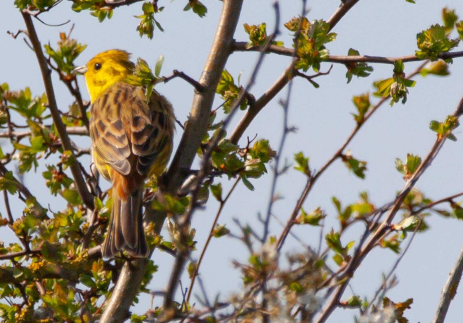 150-600mm F5-6.3 DG OS HSM | Contemporary 015 sample photo. Female bird, female yellowhammer photography