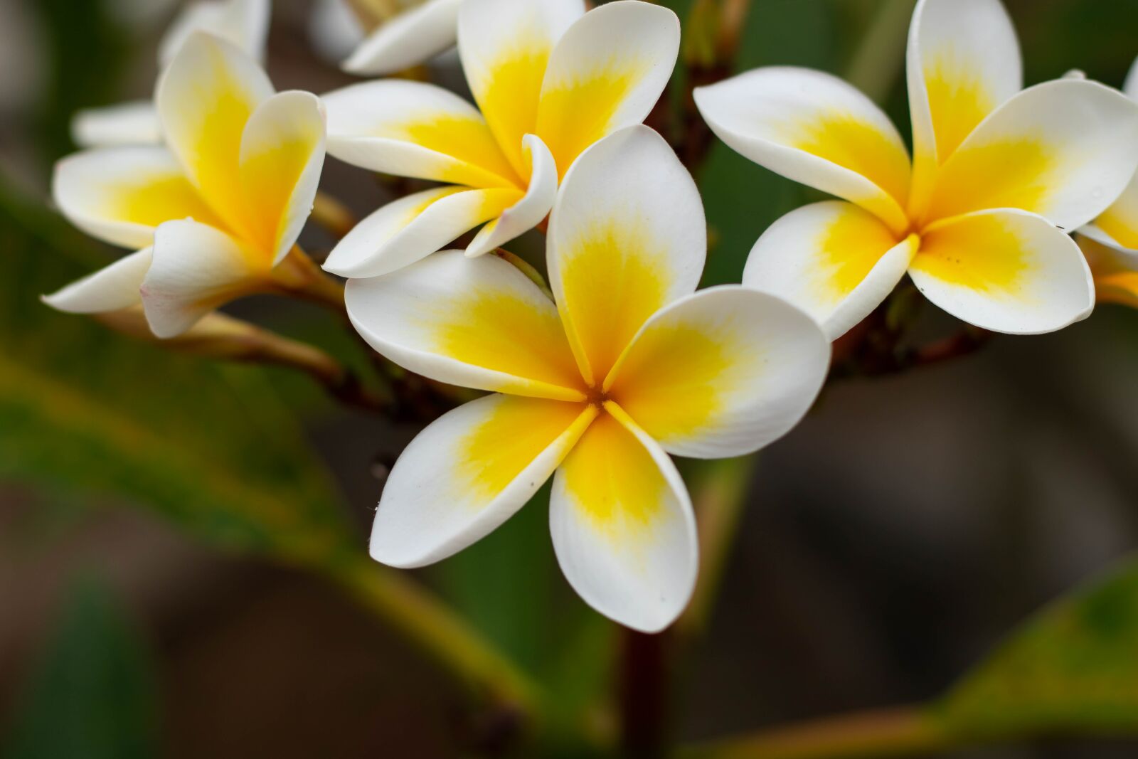 Canon EOS 750D (EOS Rebel T6i / EOS Kiss X8i) + Canon EF 50mm F1.8 STM sample photo. Frangipani, flowers, temple flowers photography