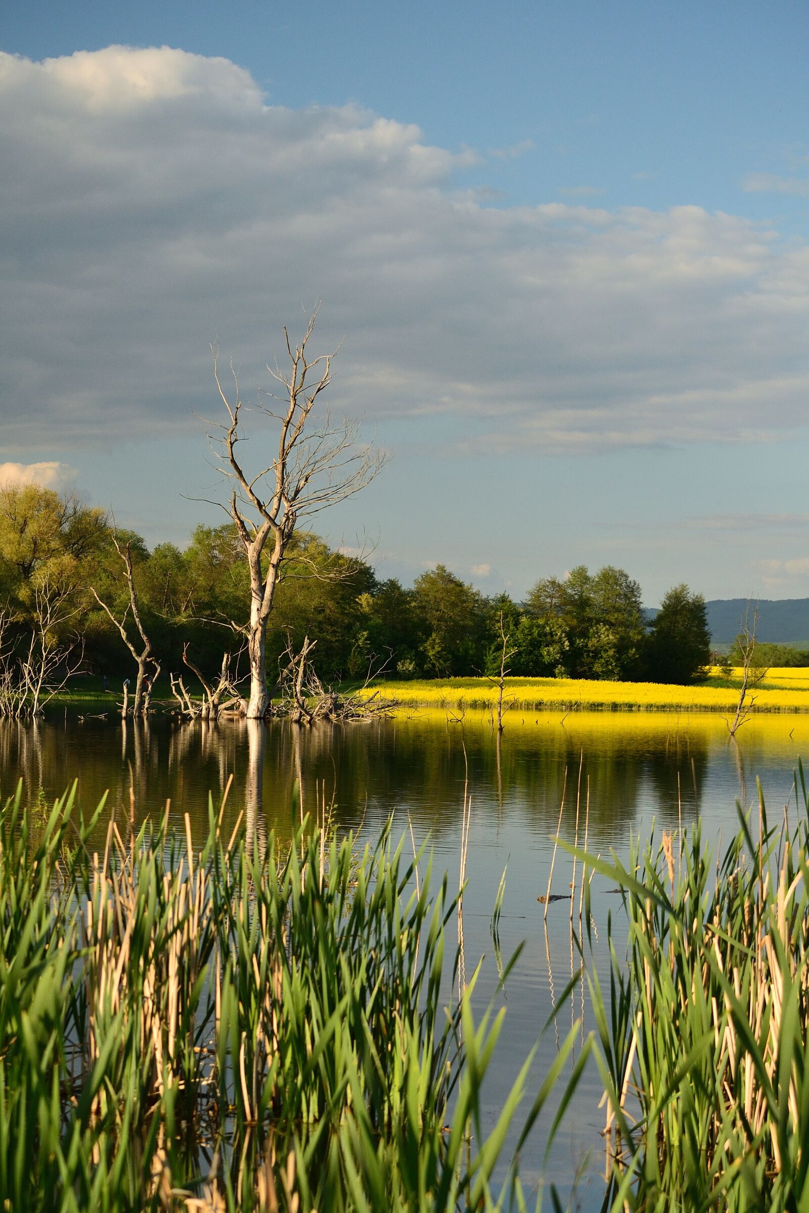 Nikon D3100 sample photo. Lake, nature, water photography