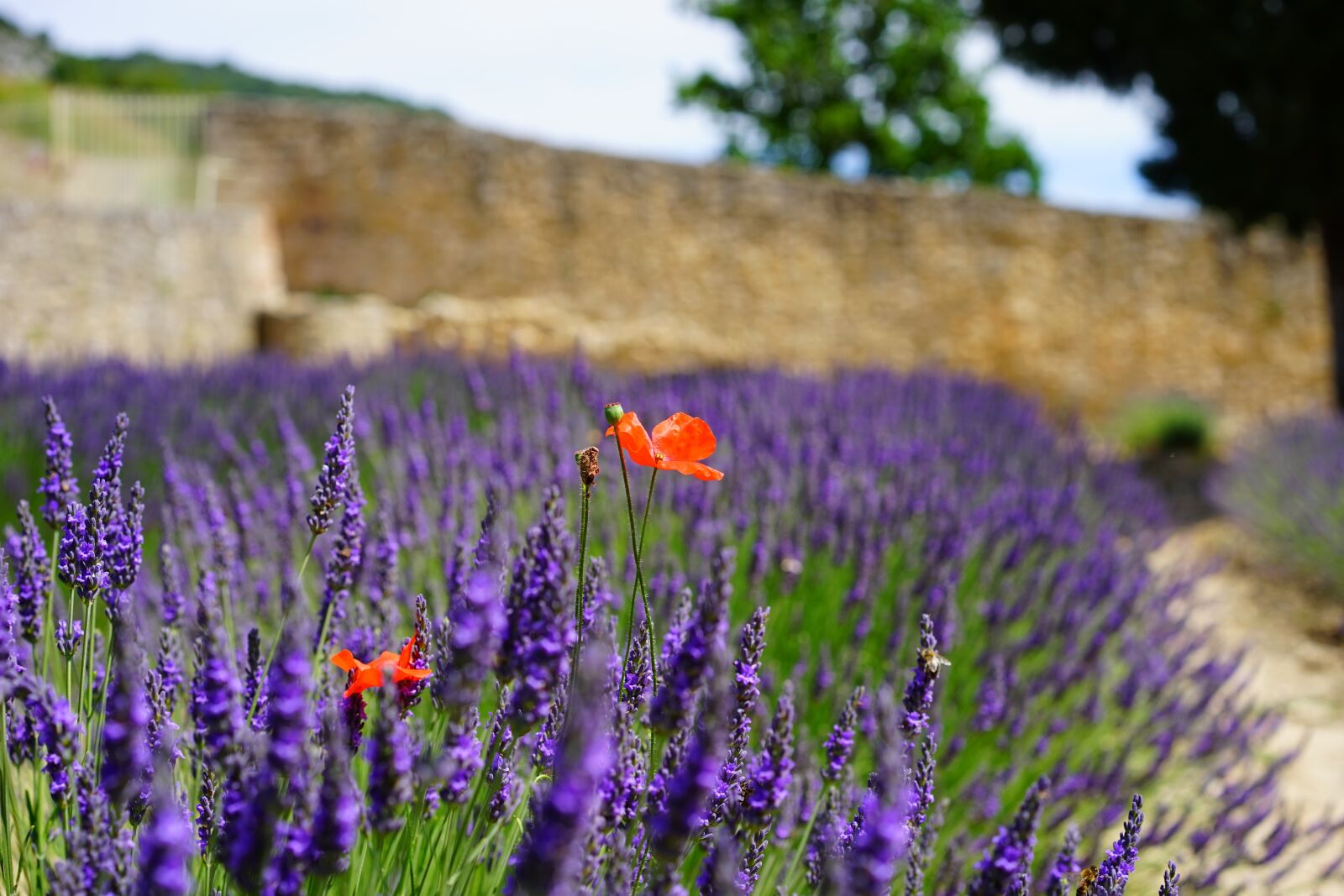 Sony a7 + Sony Sonnar T* FE 55mm F1.8 ZA sample photo. Poppy, klatschmohn, flowers photography
