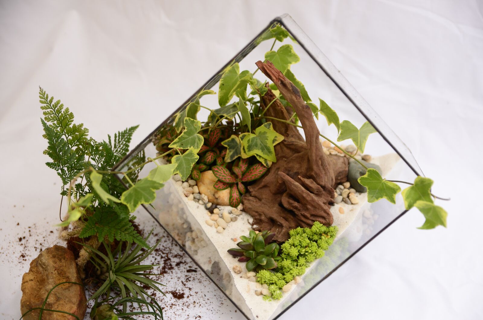 Nikon D5100 sample photo. Terrarium, tree, geometric photography