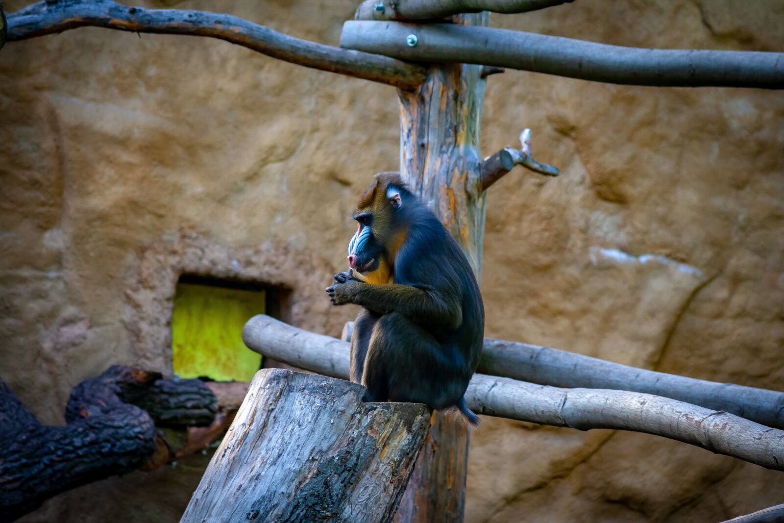 Canon EOS 400D (EOS Digital Rebel XTi / EOS Kiss Digital X) sample photo. Monkey, wildlife, zoo photography