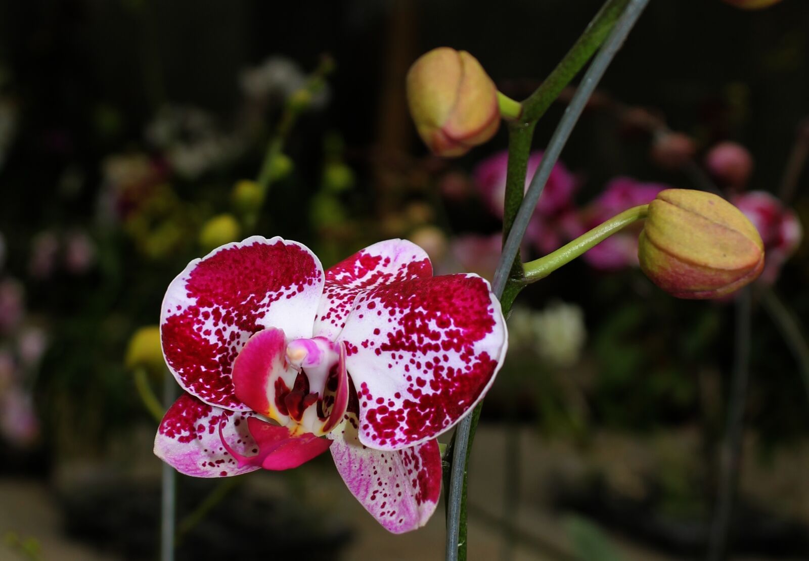 Canon EOS 1100D (EOS Rebel T3 / EOS Kiss X50) sample photo. Orchid, maroon, plant photography