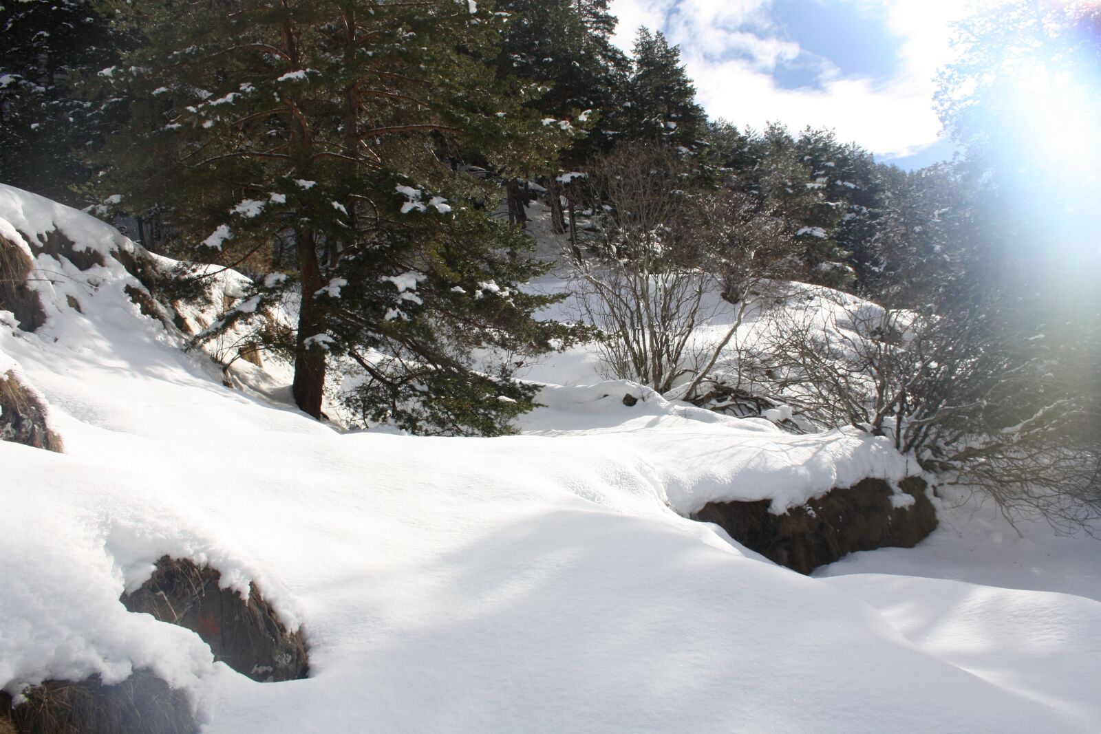 Canon EOS 1000D (EOS Digital Rebel XS / EOS Kiss F) sample photo. Snow, winter, forest photography