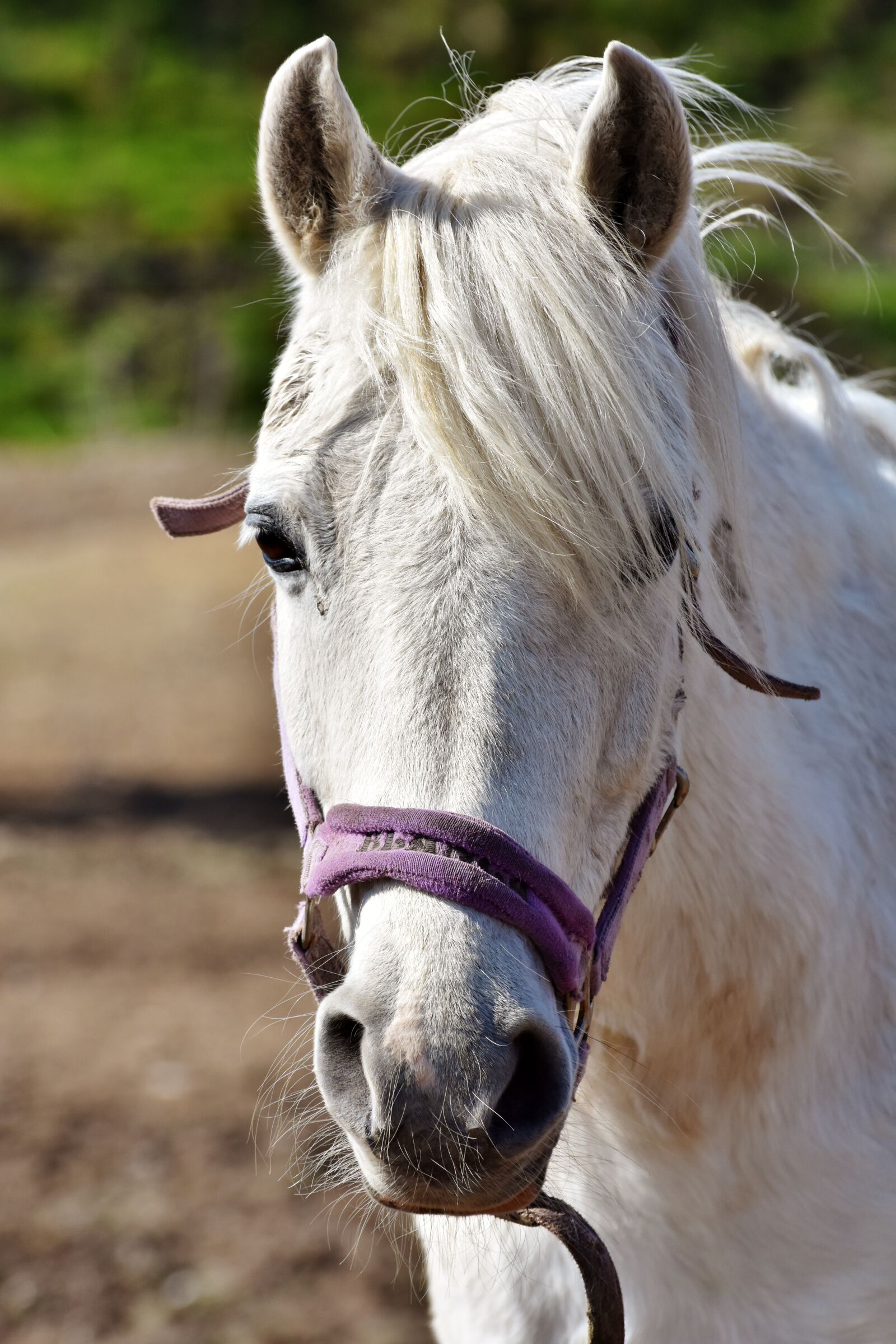 Nikon D7200 sample photo. Horse, horse head, mold photography