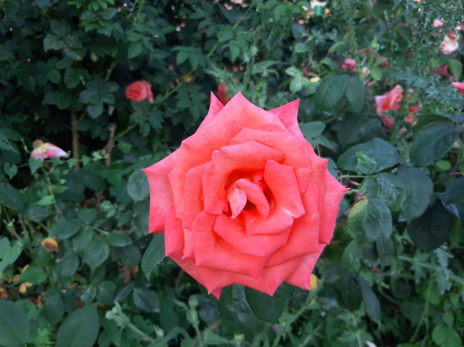 Samsung Galaxy A50 sample photo. Roses, flowers, taganrog photography