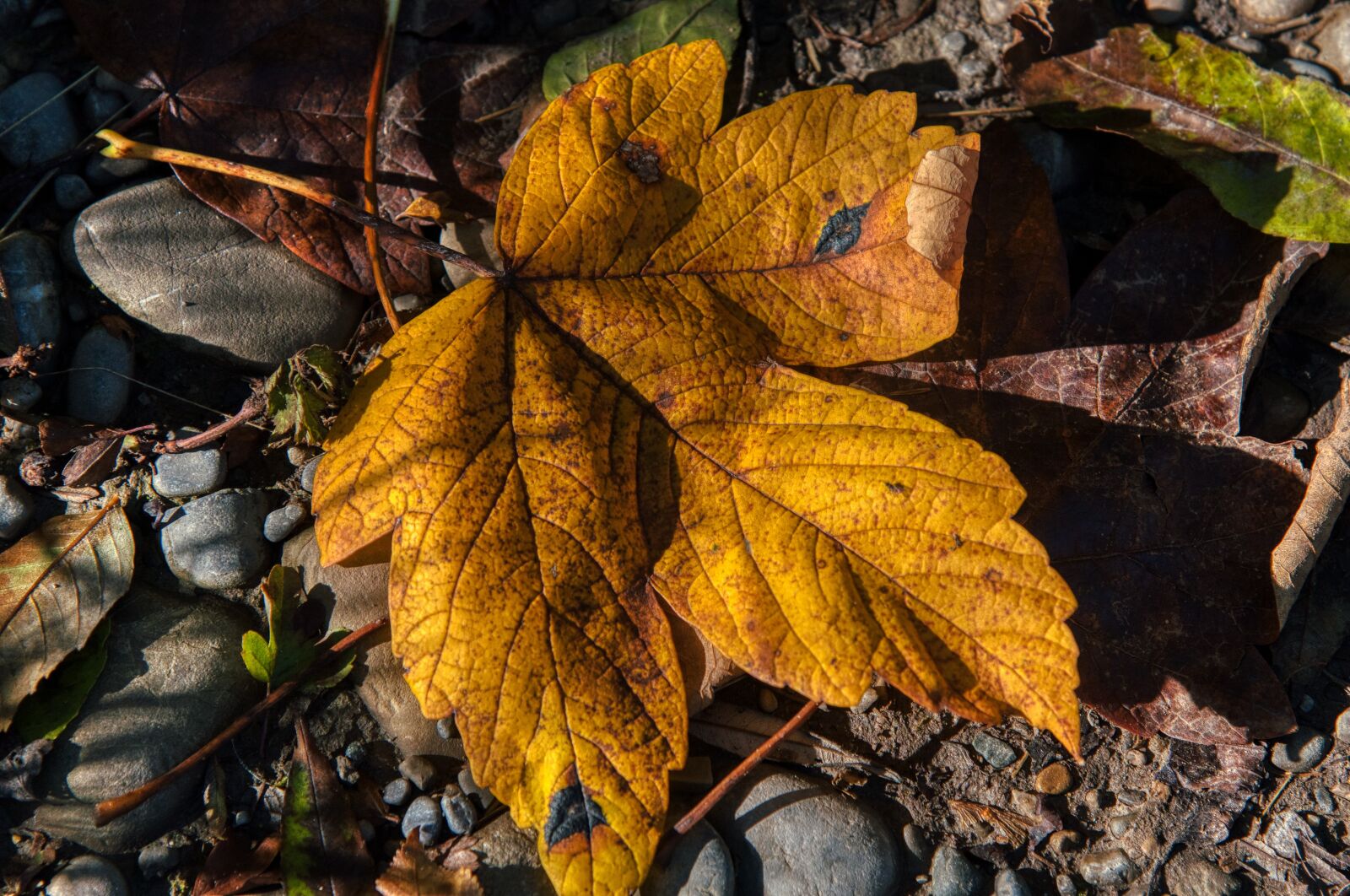 Nikon D750 sample photo. Maple leaf, leaves, autumn photography