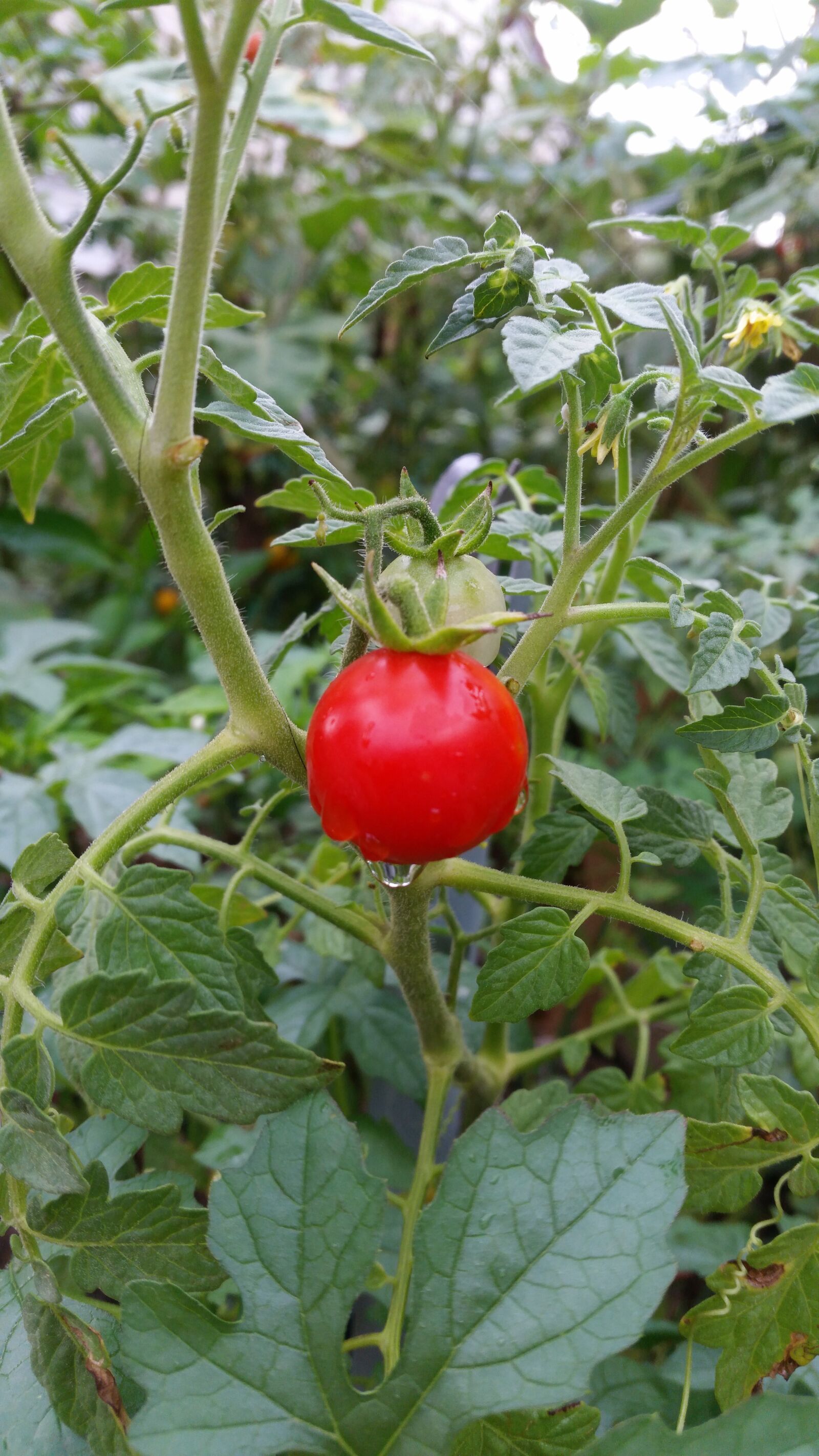 Samsung Galaxy S5 sample photo. Tomato, vegetable, red photography