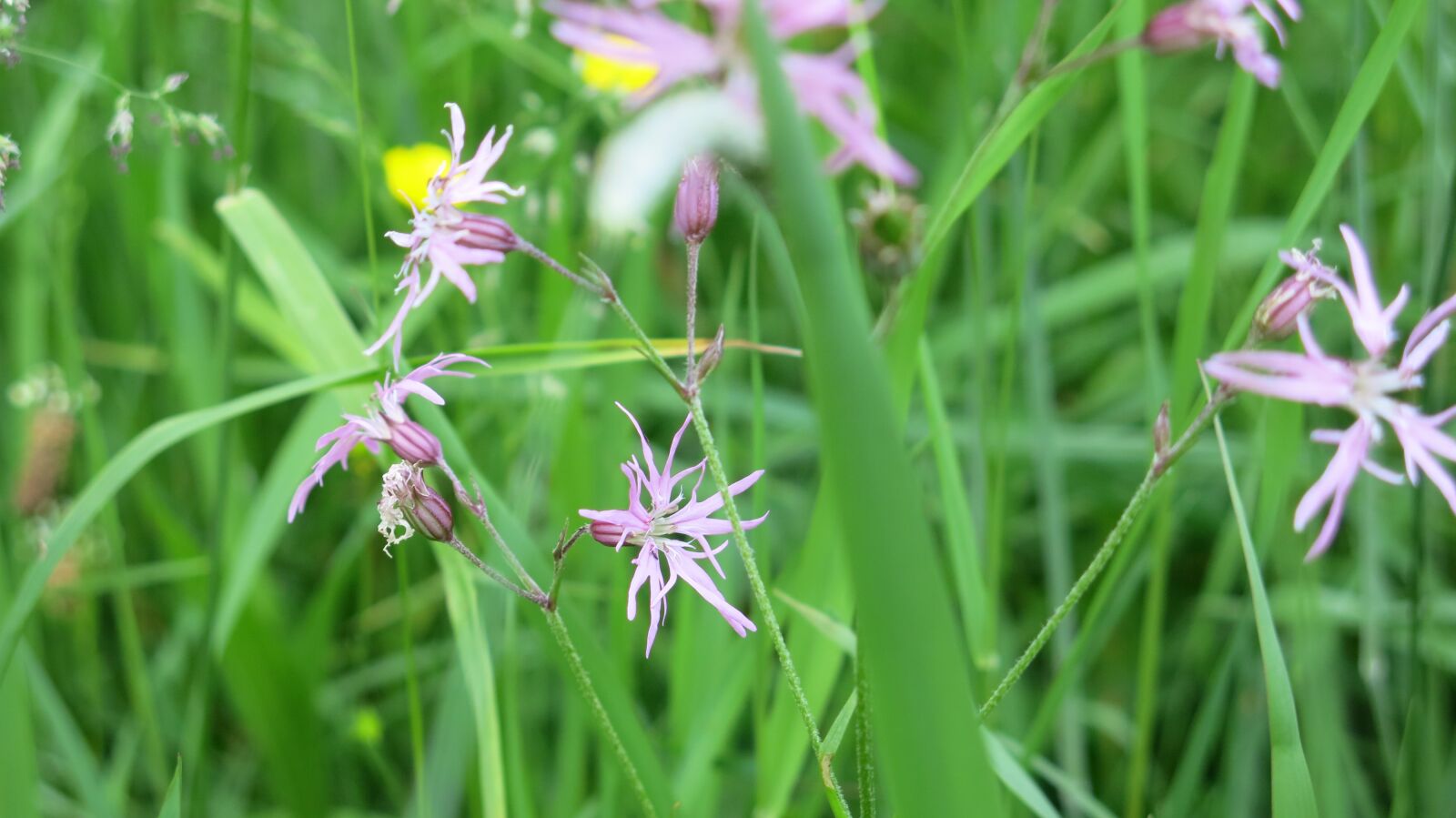 Canon PowerShot G15 sample photo. Grasses, grass, meadow photography