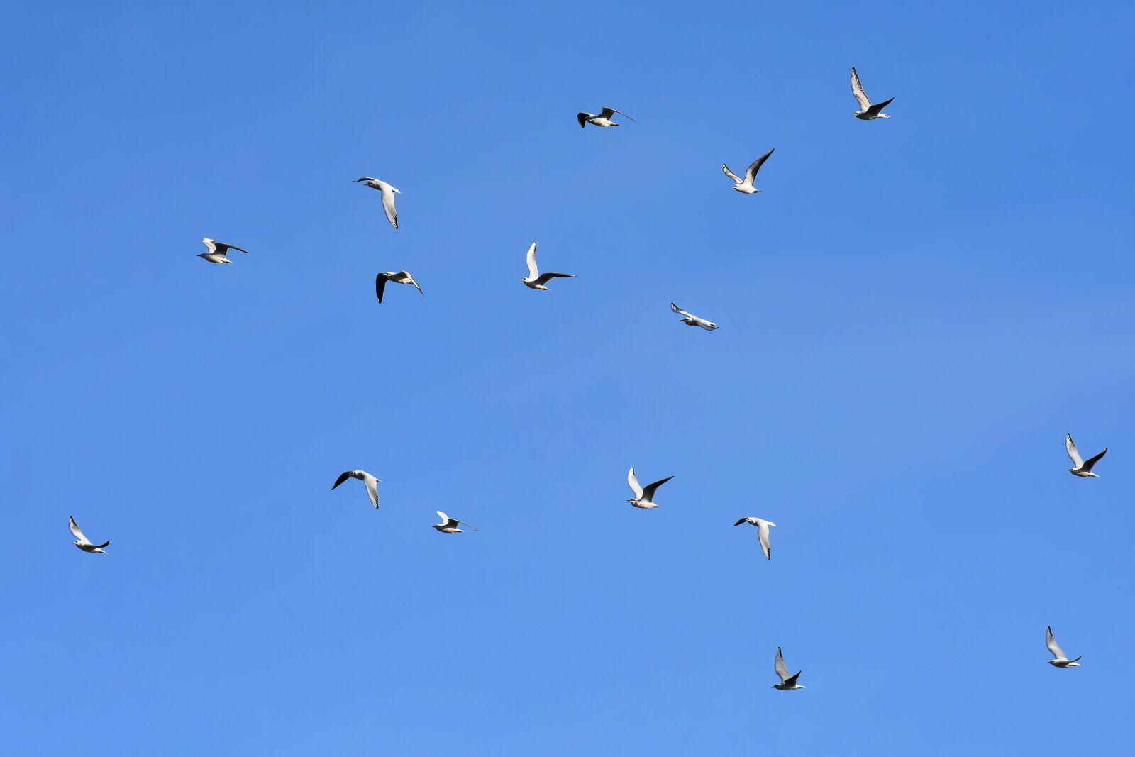 Nikon D7200 sample photo. Gulls, birds, flying photography