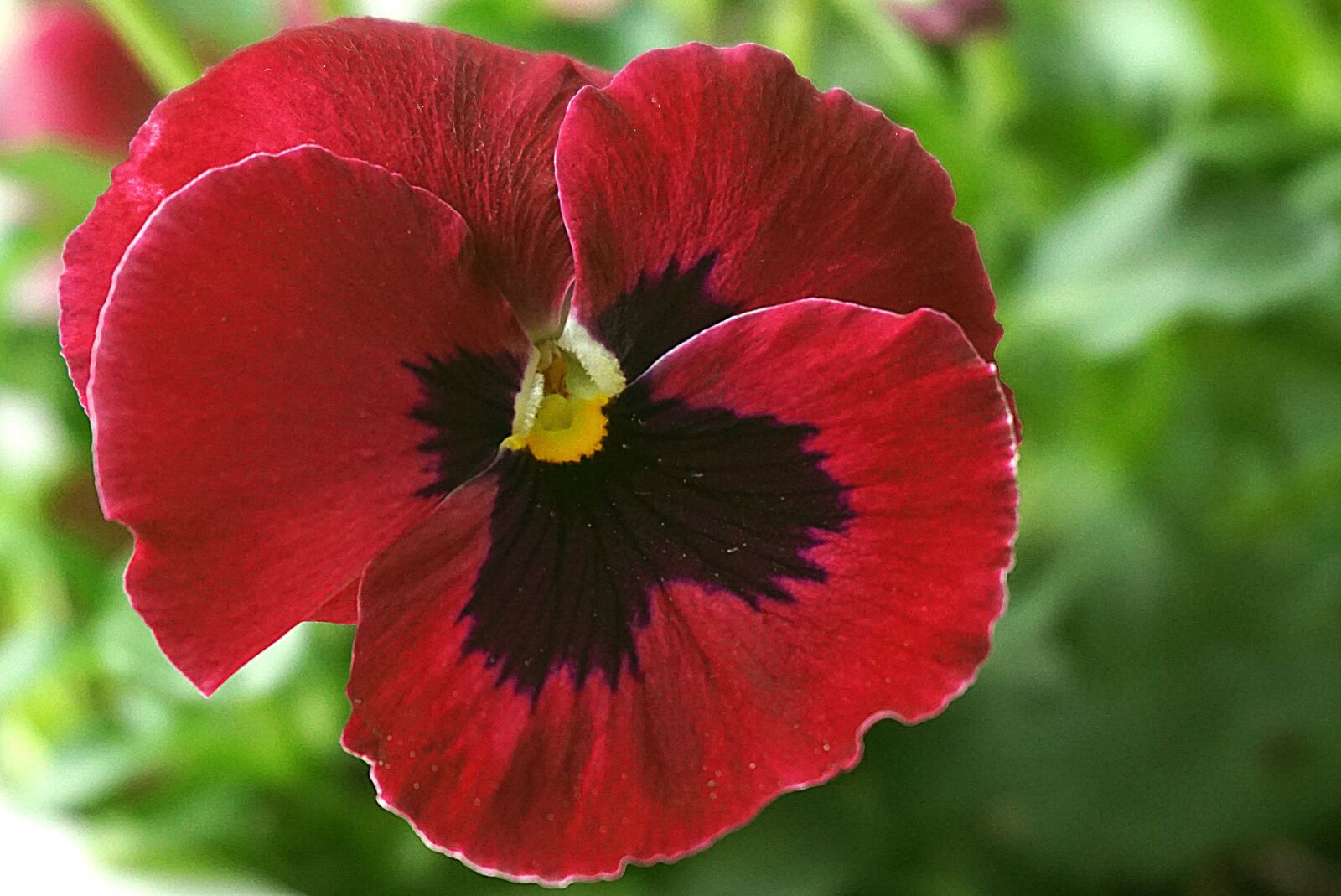 Sony a6000 sample photo. Pansies, pansy, flower photography