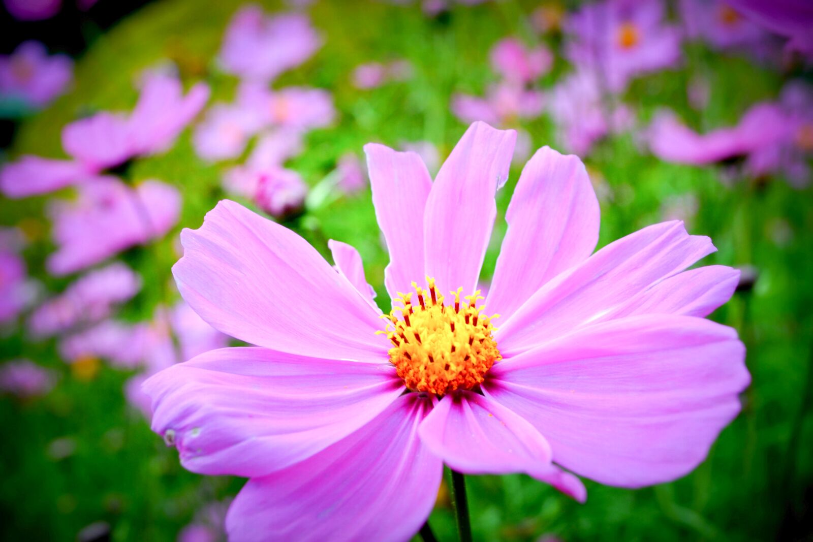 Nikon D3100 sample photo. Flower field, pink, pink photography