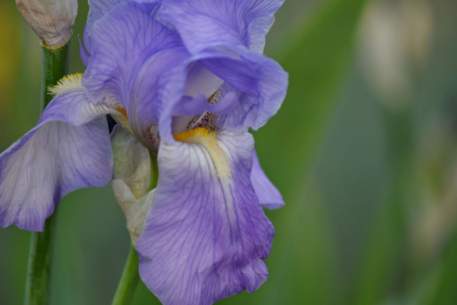 Nikon D5500 sample photo. Blooming, detail, iris, macro photography