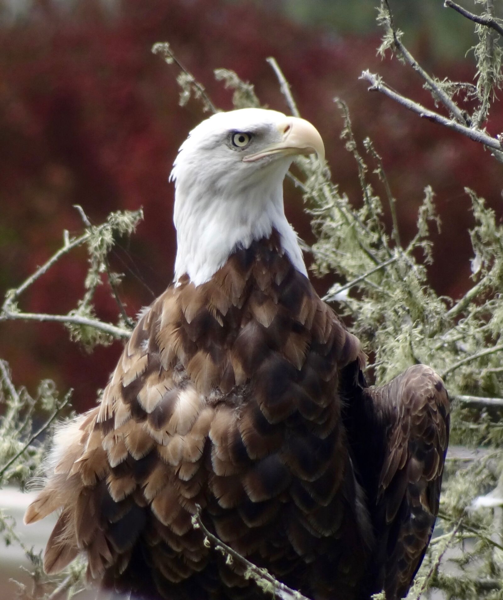 Sony Cyber-shot DSC-HX100V sample photo. Eagle, ave, animals photography