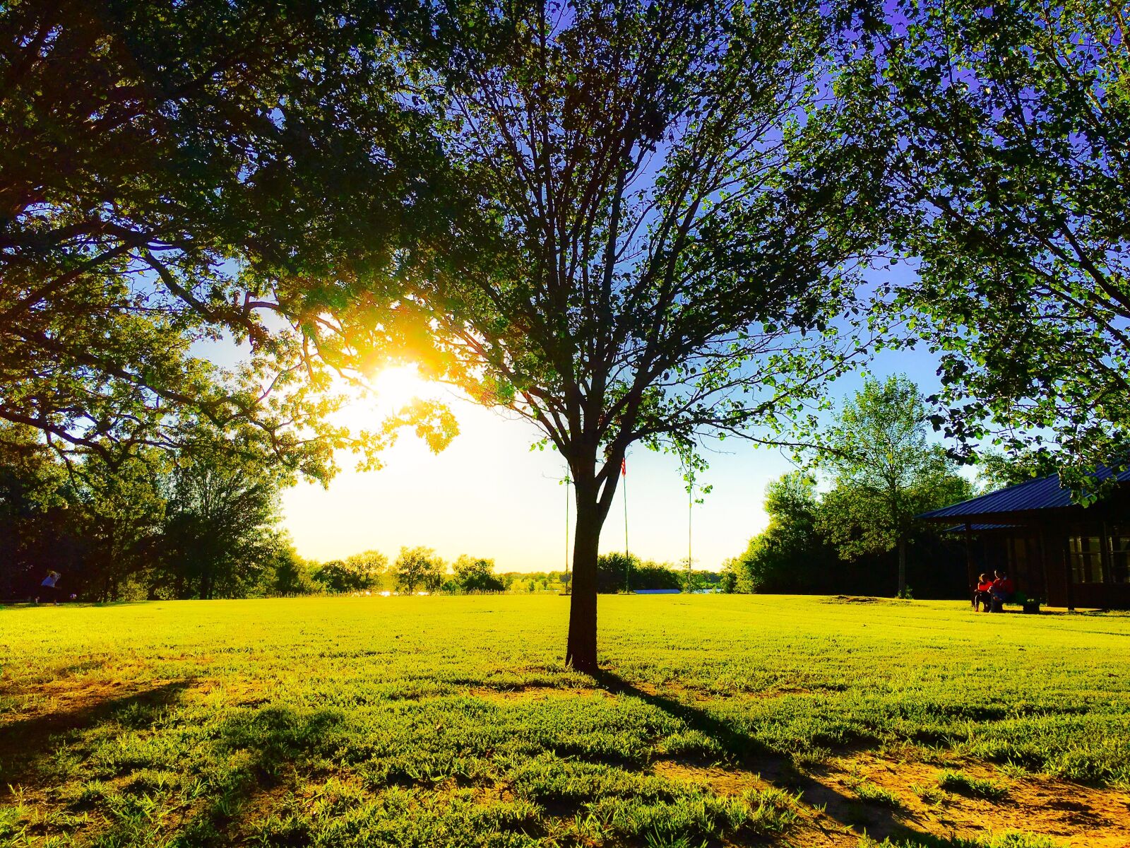Apple iPhone 6s Plus sample photo. Tree, grass, sunset photography