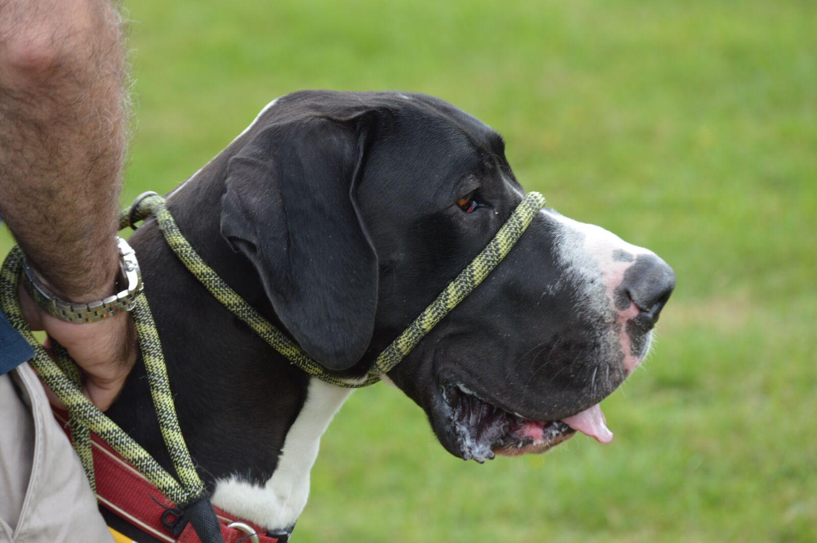 Nikon D3200 sample photo. Dog, great dane, canine photography