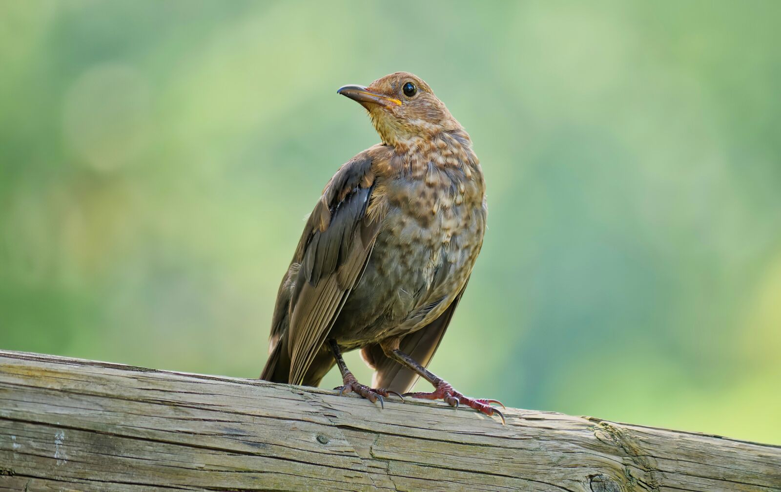 Panasonic Lumix DC-G9 sample photo. Merle, merle black, bird photography