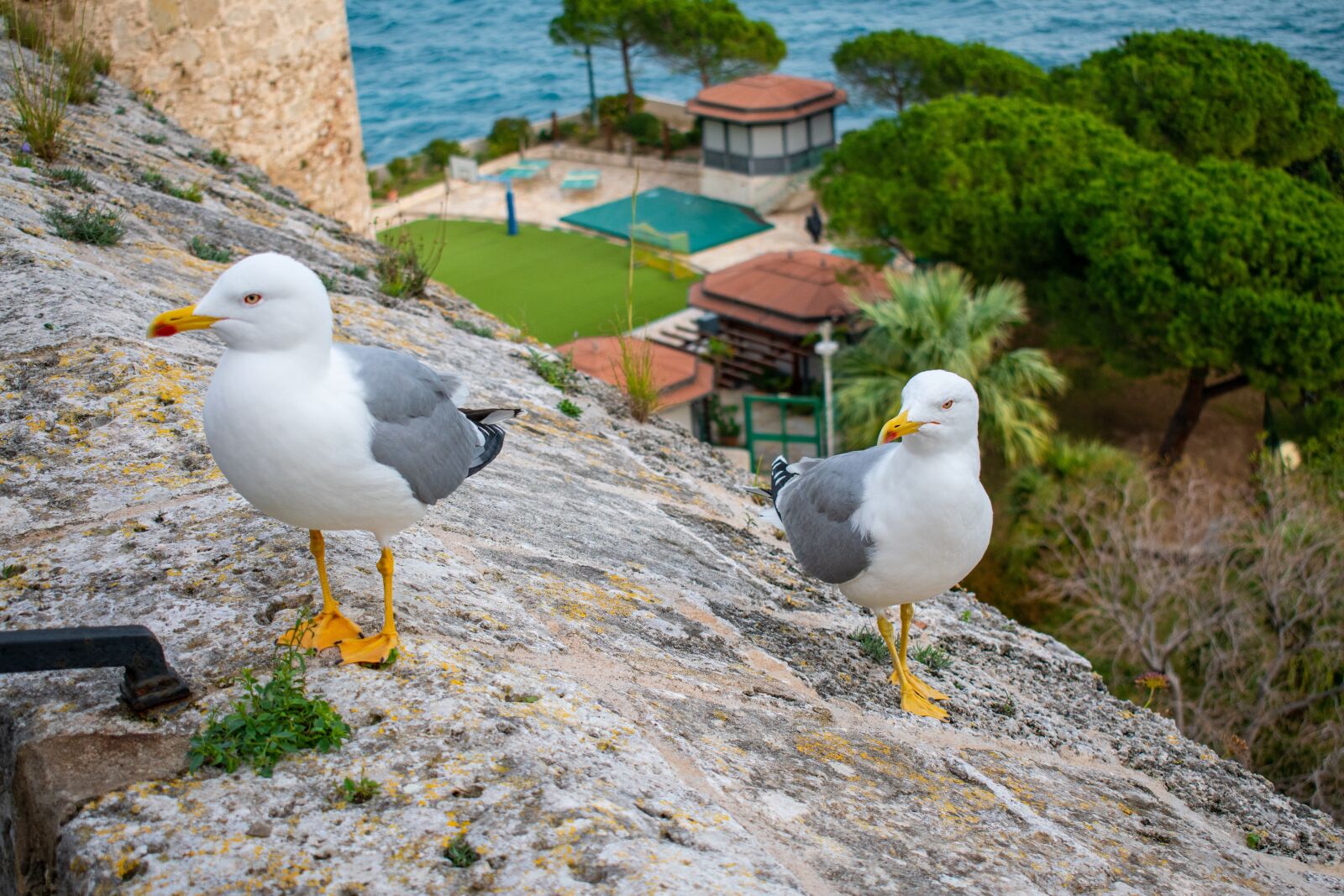 Nikon D5600 sample photo. Seagull, birds, freedom photography