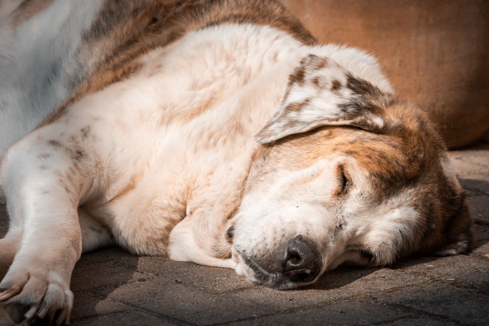 Nikon D7200 sample photo. Dog, sleep, rest photography
