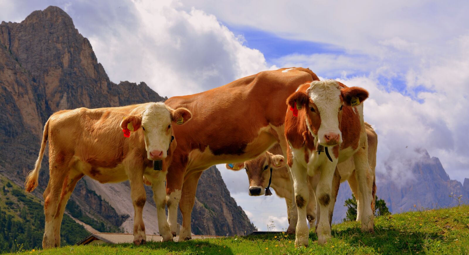 Nikon D7100 sample photo. Cows, dolomites, prato photography