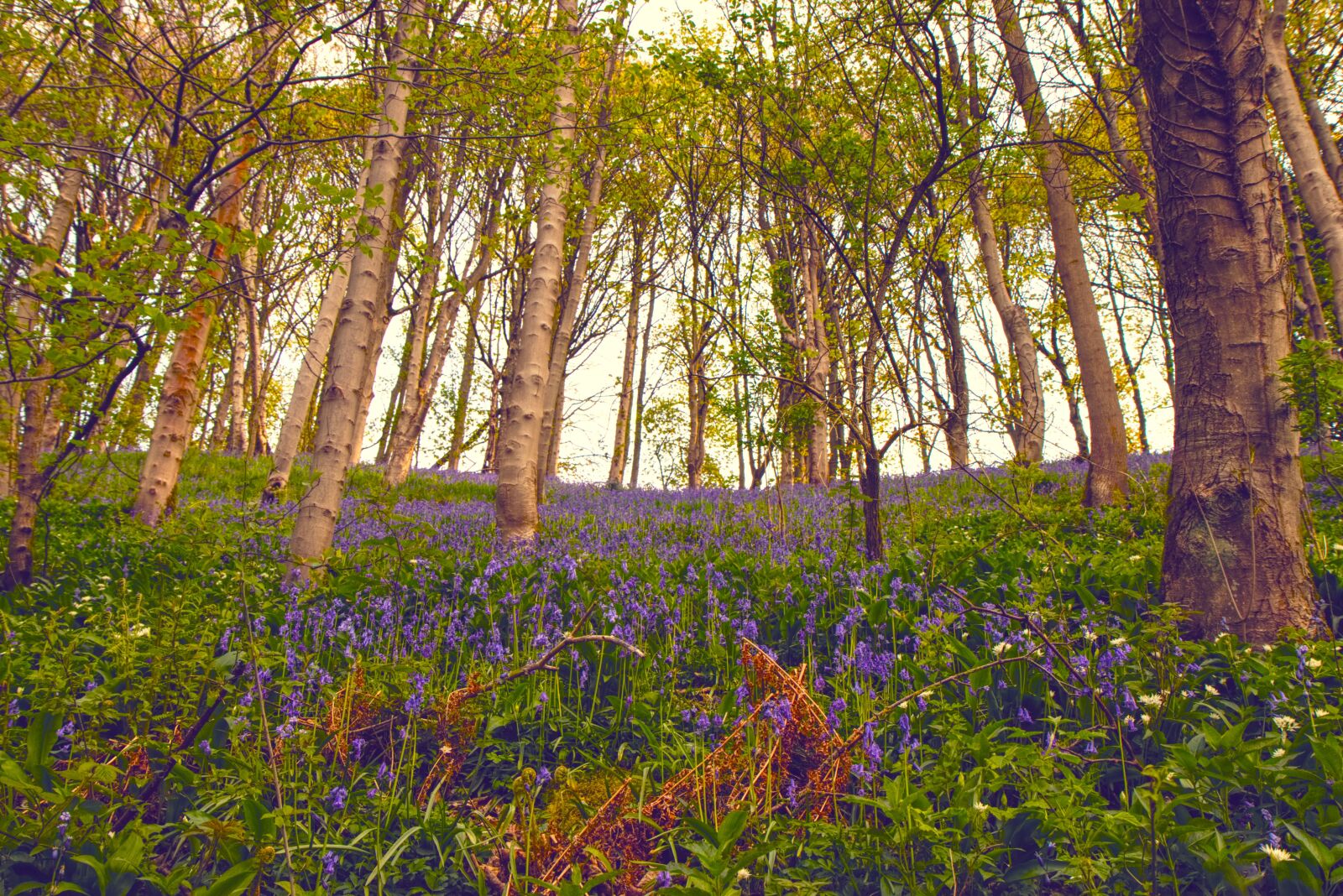 Canon EOS 70D sample photo. Environment, blue, nature photography