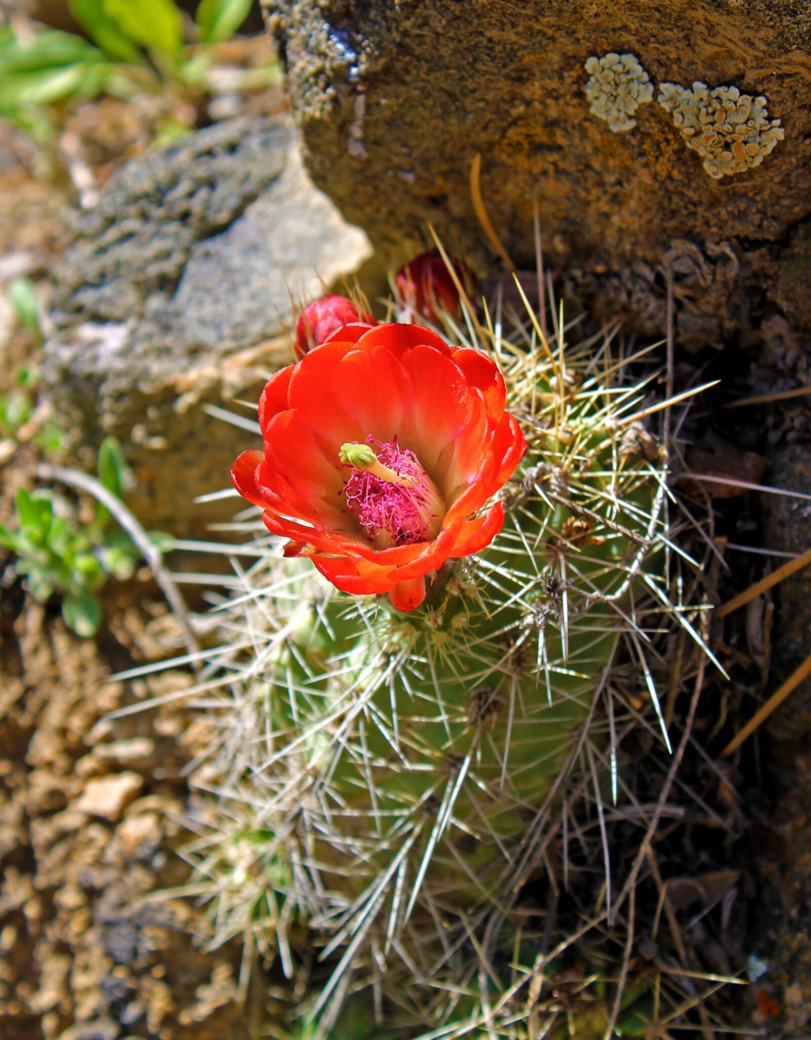Canon EOS 1100D (EOS Rebel T3 / EOS Kiss X50) sample photo. Cactus, bloom, flower photography