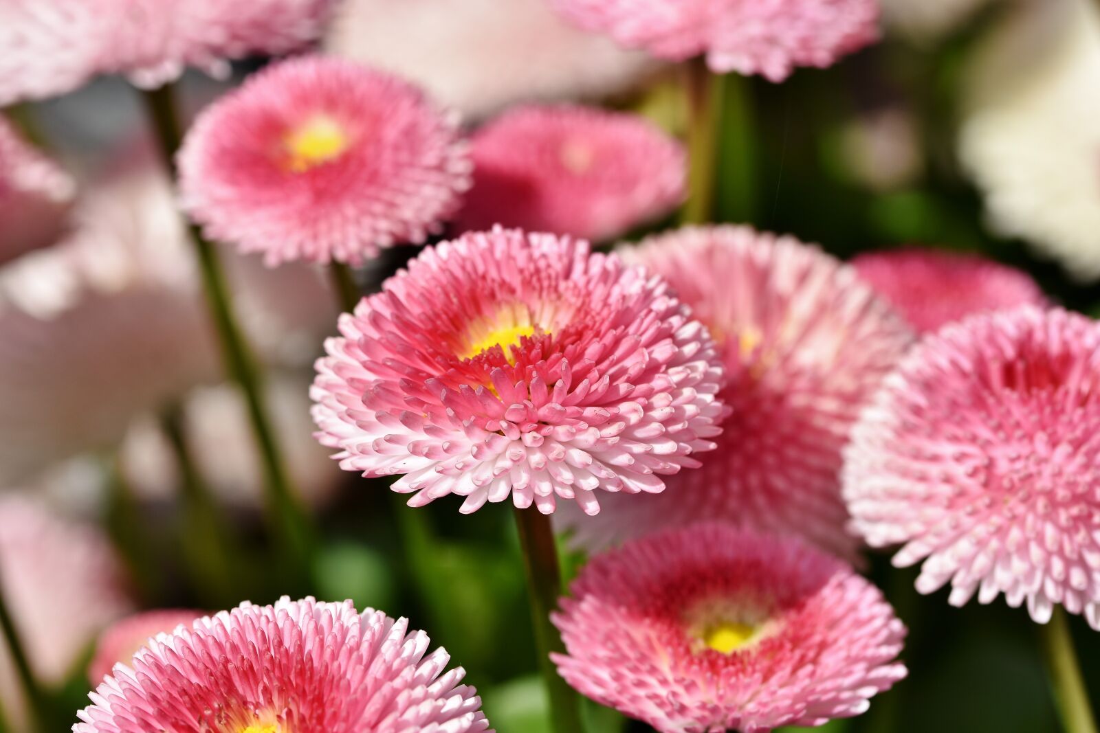 Nikon D7200 sample photo. Daisy, geese flower, spring photography