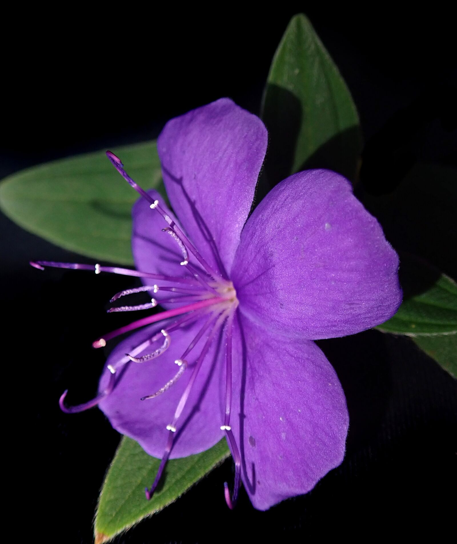 Olympus TG-5 sample photo. Flower, purple, bloom photography