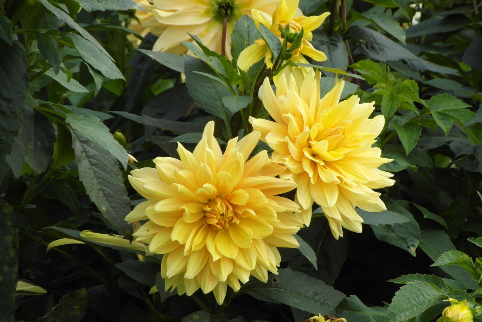 Samsung WB750 sample photo. Dahlias, garden, flower photography