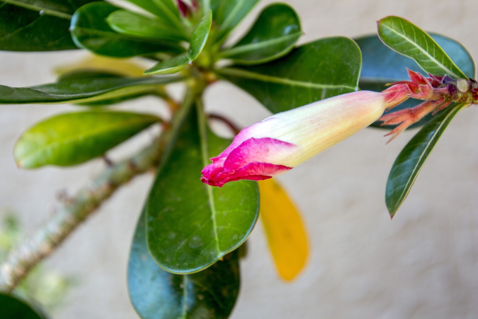 Canon EOS 700D (EOS Rebel T5i / EOS Kiss X7i) sample photo. Exotic flower, garden, flowers photography