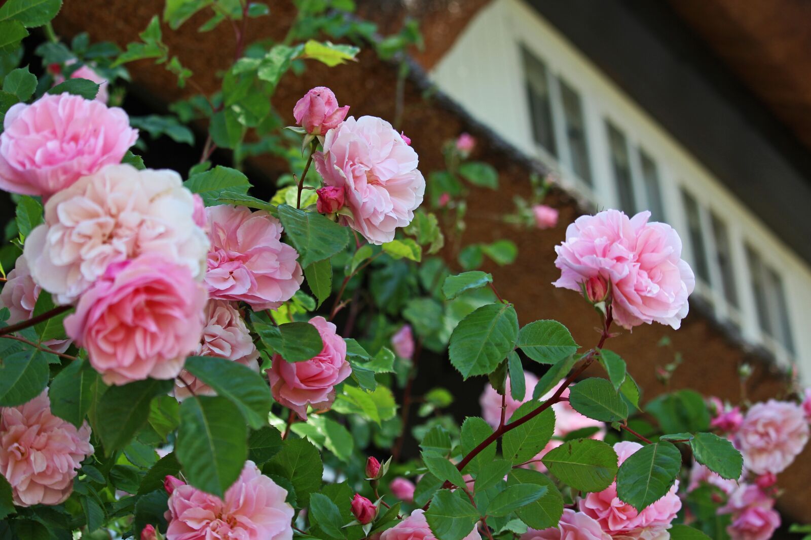 Canon EOS 700D (EOS Rebel T5i / EOS Kiss X7i) sample photo. Rosebush, front yard, thatched photography